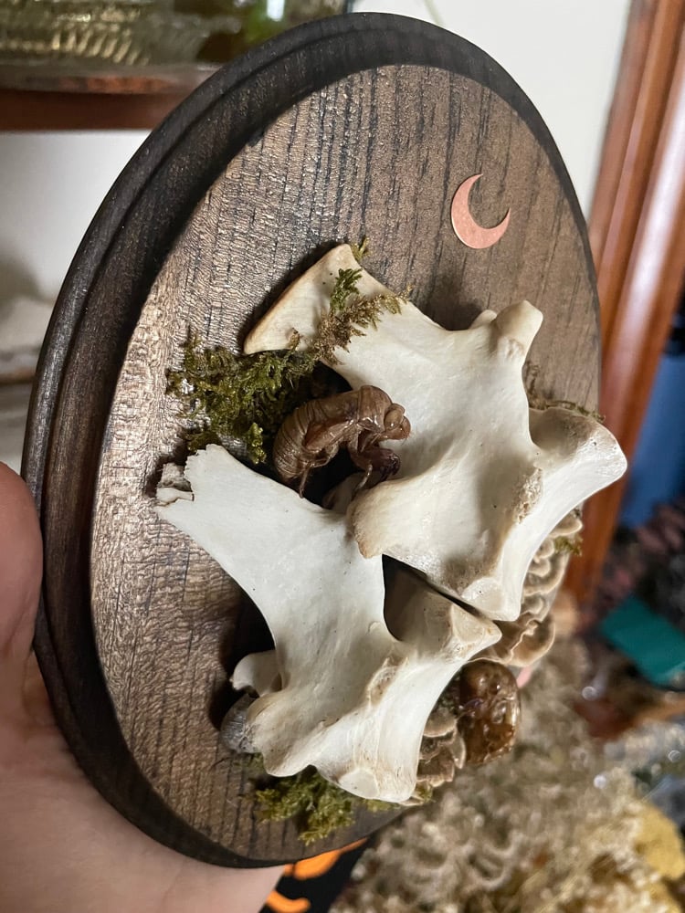 Image of Cicada spinal plaque