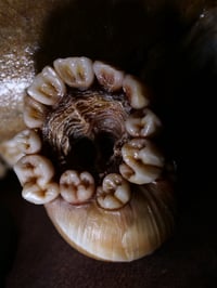 Image 4 of Dental Snull sculpture- blonde bone color, OOAK
