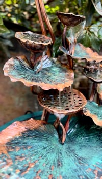Image 5 of 🍃🙏🏼🌱Sacred Lotus