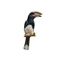 Trumpeter Hornbill