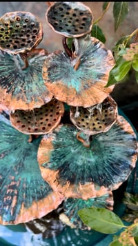 Image 3 of 🍃🙏🏼🌱Sacred Lotus
