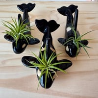 Image 3 of  Orca Whale with Air Plant, Hanging
