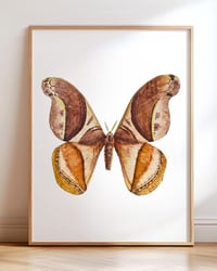 Image 7 of Rhescyntis pseudomartii moth PRINT