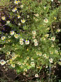 Image 5 of Chamomile 