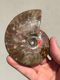 Image 12 of Purple Iridescent Ammonite Shell Fossil | Madagascar #3063