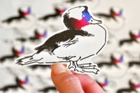 Image 3 of Harlequin & Bufflehead Duck Stickers