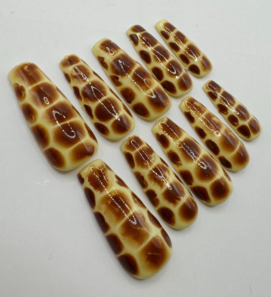 Image of tortoise set