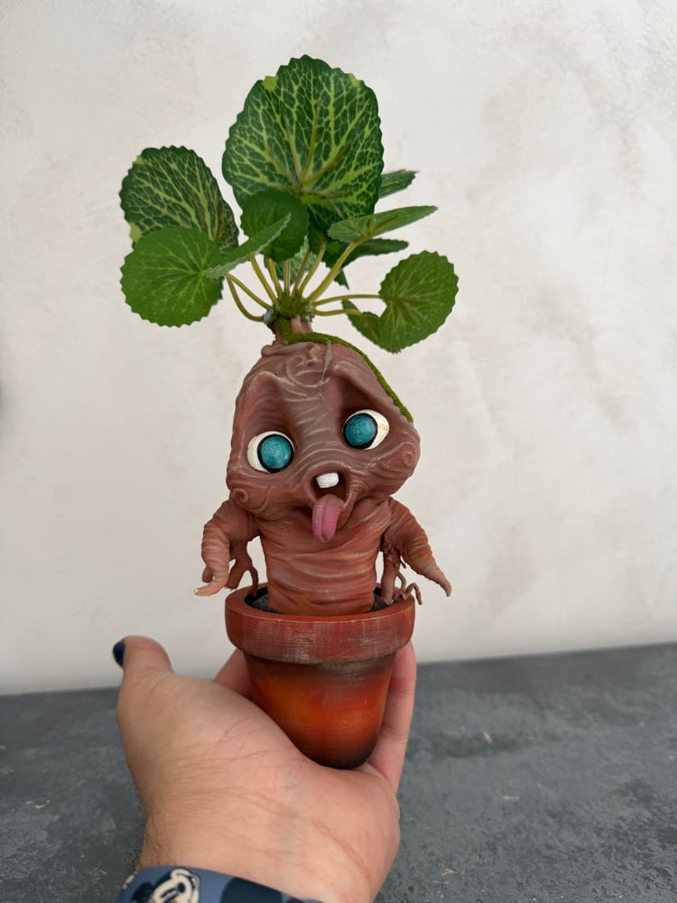Image of MANDRAGORA GRANDE