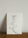 Speedwell 02 - A6 - Original Botanical Monoprint