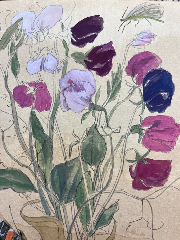 Image of Sweet peas and red admiral 