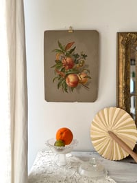 Image 1 of Ancienne illustration botanique