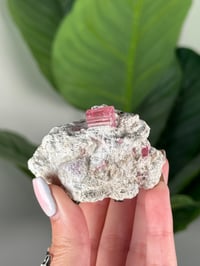 Image 1 of GEMMY PINK TOURMALINE ON FELDSPAR WITH LEPIDOLITE -PAKISTAN-