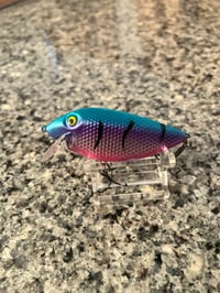 Rainbow Fin