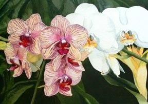 Image of Only Orchids