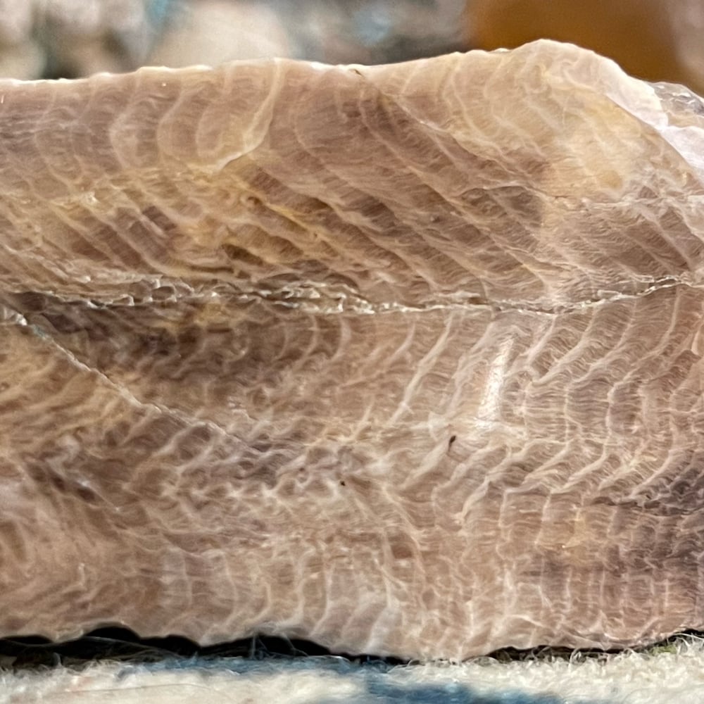 Face Polished Opalized Wood Specimen