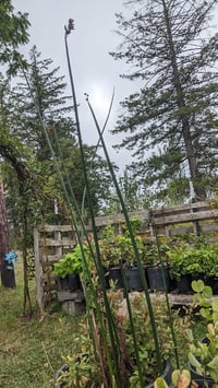 Image 3 of Hardstem Bulrush : Scirpus (Schoenoplectus) acutus