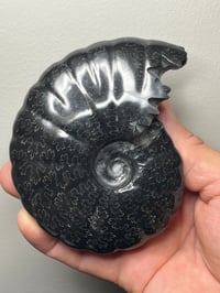 Image 5 of Black Ammonite Fossil With Pyrite Madagascar #2706