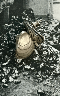 Image 3 of Brackish Oysters