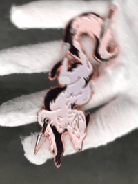 SPOILER ALERT | New collection?