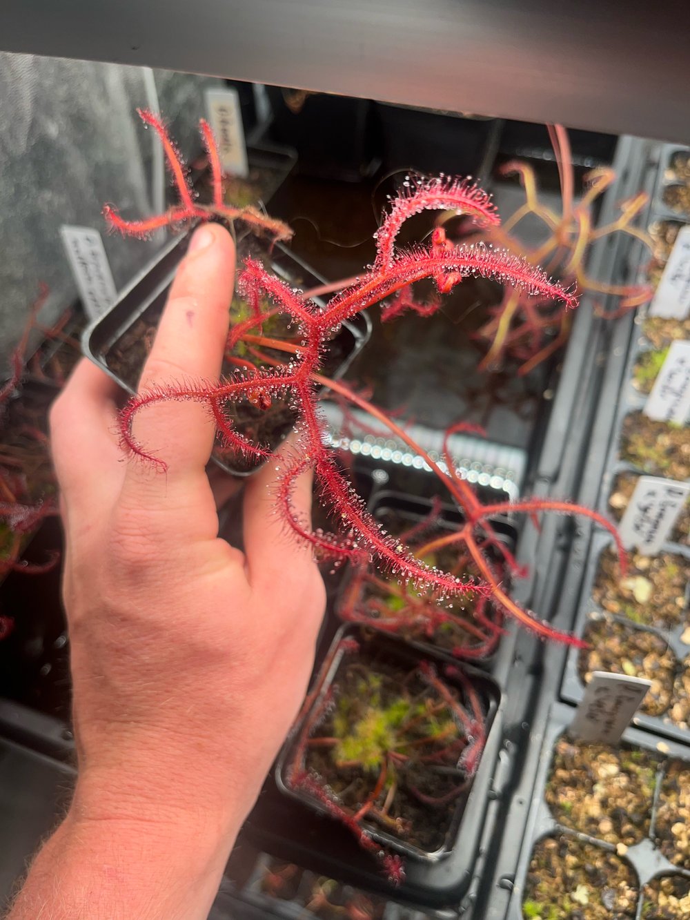 Drosera binata var. Multifida Extrema