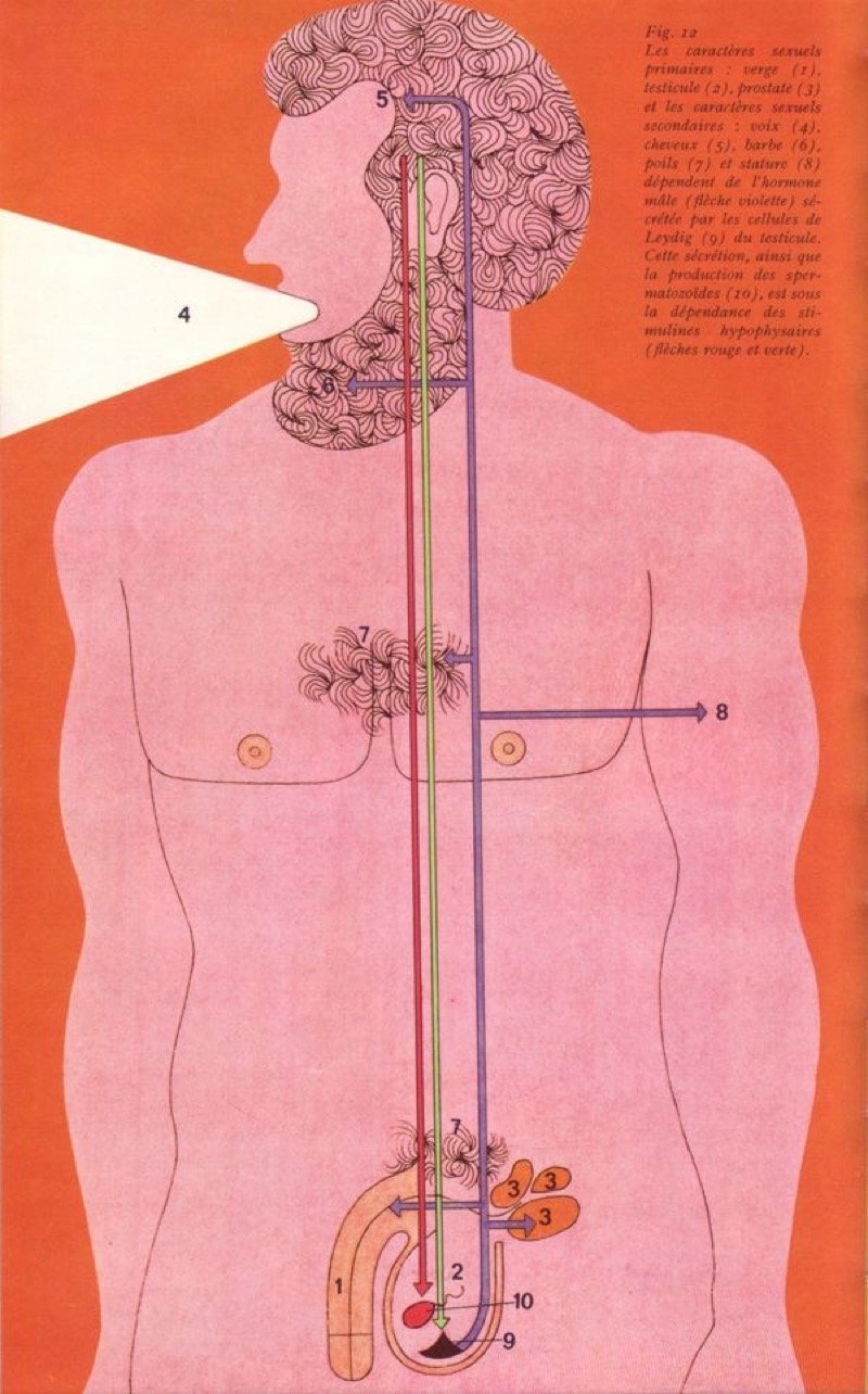 Image of Male Hormones Riso Print