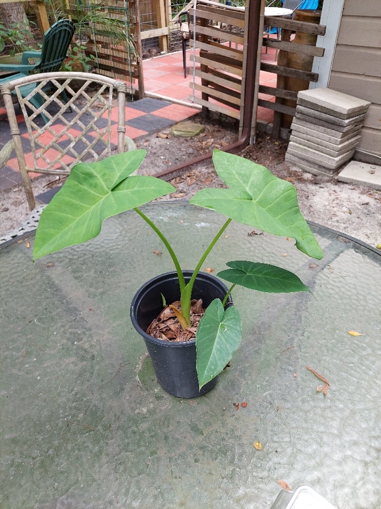 Image of Elephant Ear Plants 🪴 