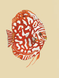 Image 1 of 'Coral Fish' Print