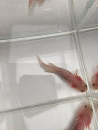 Image 4 of Chris P. Bacon