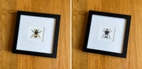 Framed Giclee Print - Bumblebee
