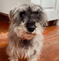 CUSTOM PET PORTRAIT