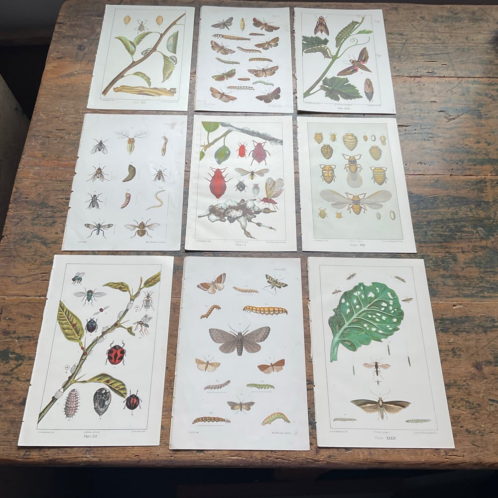 Image of Bug Pictures 