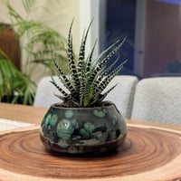 Image 1 of Succulent Pot with Plant