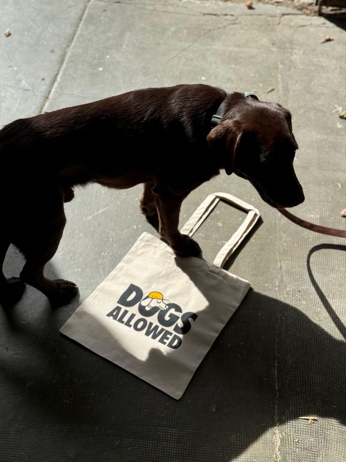 Image of DOGS ALLOWED Cotton Tote Bag