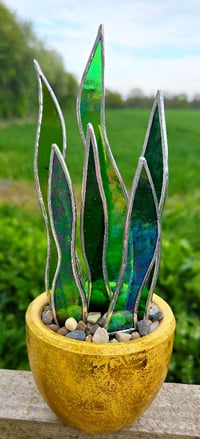 Image 3 of Stained Glass Snake Plant in Mottled Gold pot