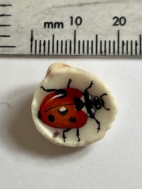 Image 2 of A Bug in a Shell 