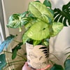 Jungle plant pot