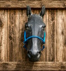 Image 5 of Fusion Halter (Lariat nose on Weaver web)