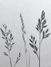 Mixed Grass 2 Original Botanical Monoprint A4 *Seconds*