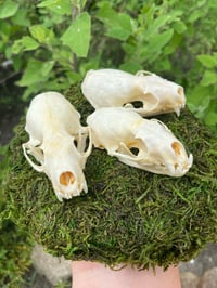 Image 2 of Mink Skull