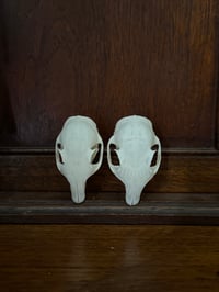 Image 1 of grey squirrels no molars