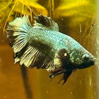 Image of Solid Copper Green HMPK Male