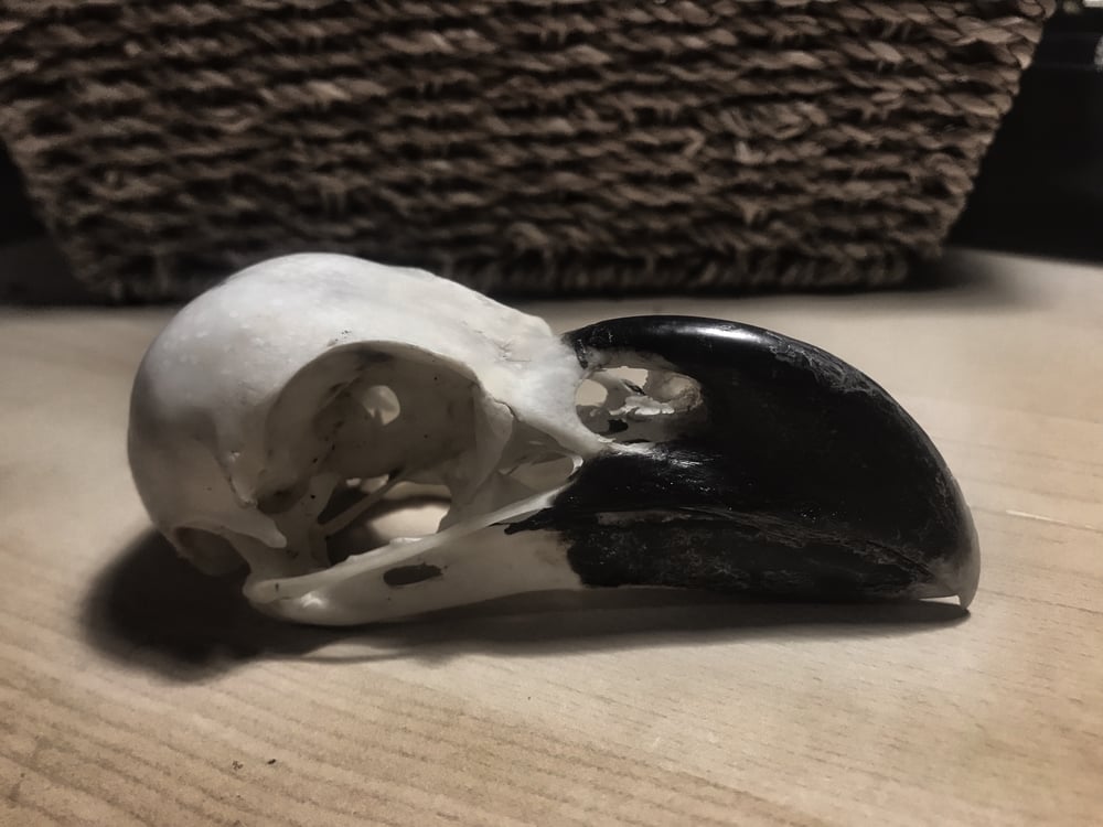 Image of Raven Skull 