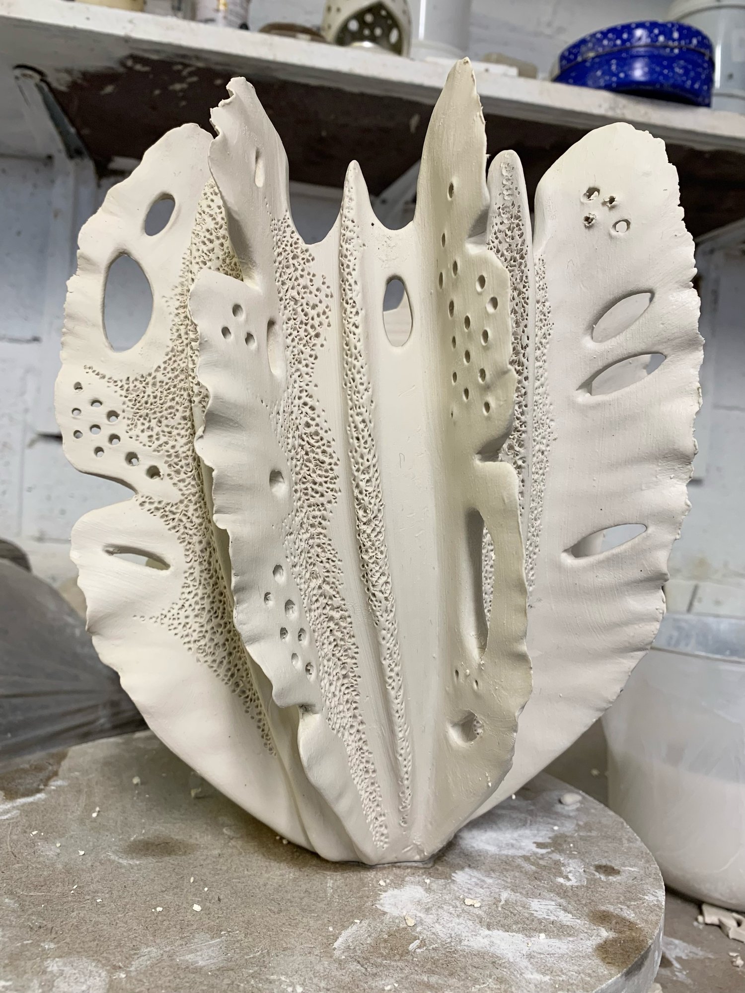 Image of Black and White Coral 