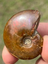 Image 6 of Rainbow Iridescent Ammonite Shell Fossil #2635