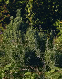 Image 2 of Lavender