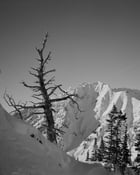 Image of Photograph of Alta's Lone Pine w/Superior Background
