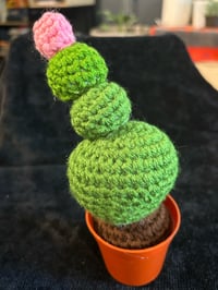 Image 4 of Echinocereus Schereri