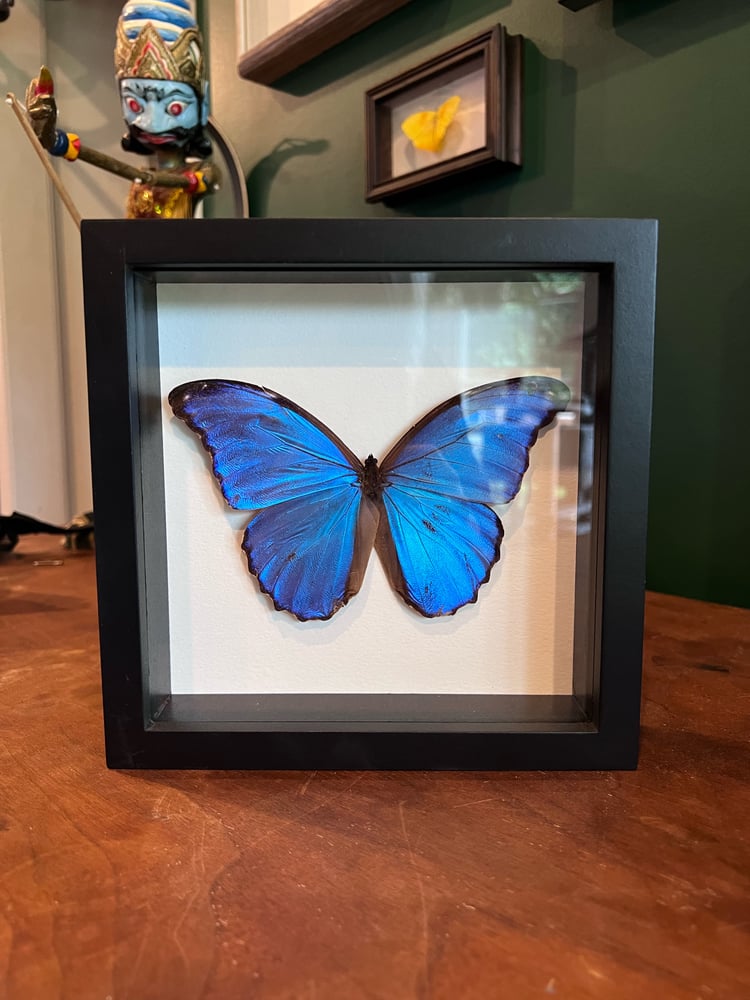 Image of Morpho Butterfly