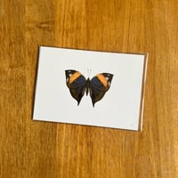 Image 3 of Butterfly Print #3 - Various Designs