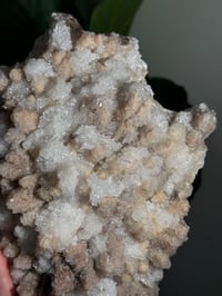 Image 6 of XL SUGARY DOG TOOTH CALCITE -MEXICO- A